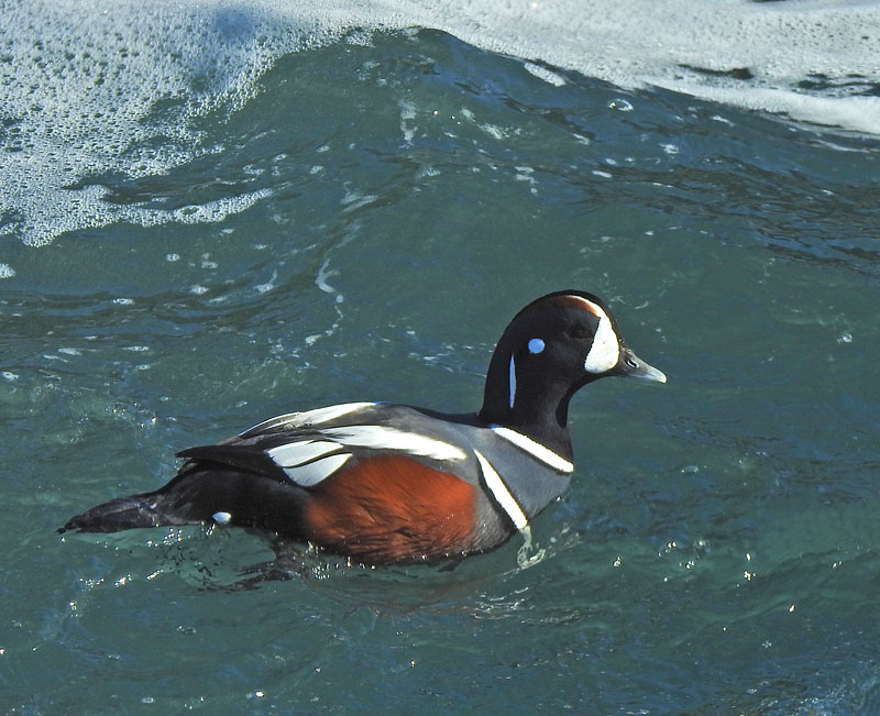 Harlequin Duck