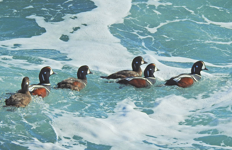 Harlequin Duck