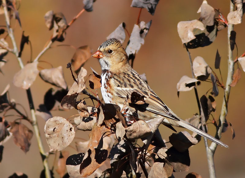 Harris's Sparrow