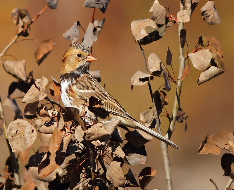 Harris's Sparrow