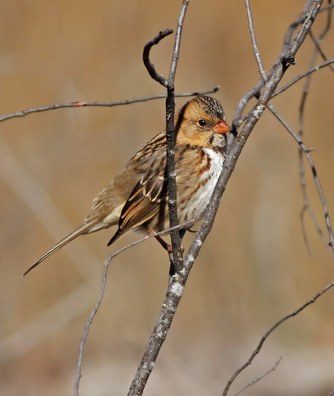Harris's Sparrow