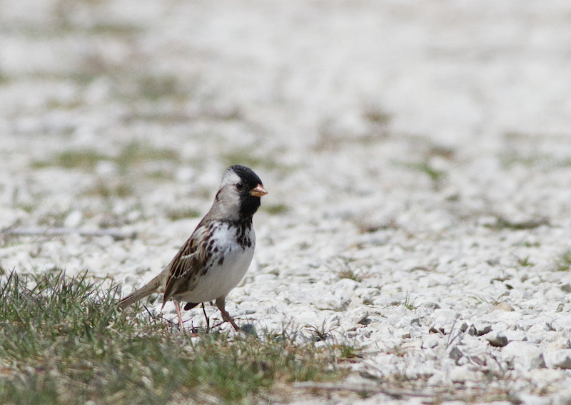 Harris's Sparrow