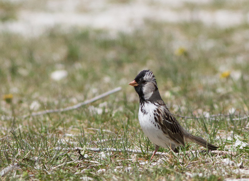 Harris's Sparrow