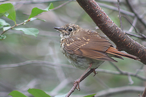 Hermit Thrush