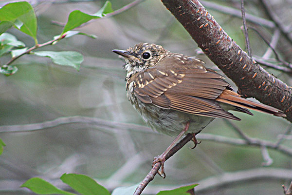 Hermit Thrush