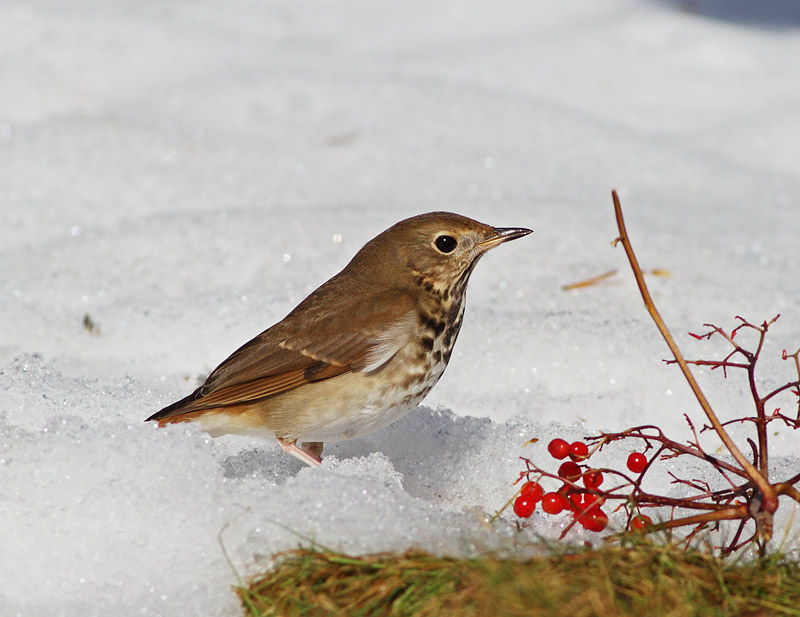Hermit Thrush