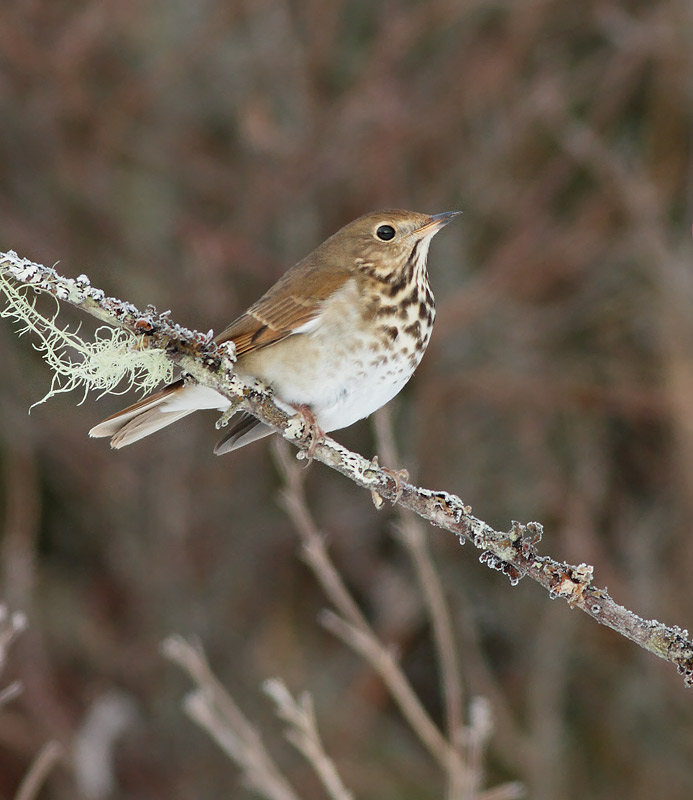 Hermit Thrush