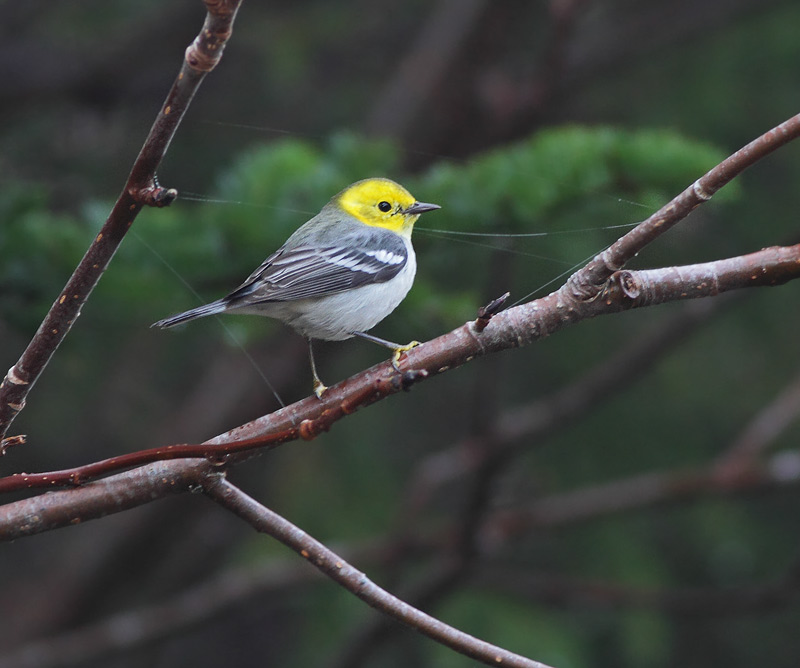 Hermit Warbler