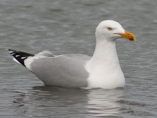 Herring Gull