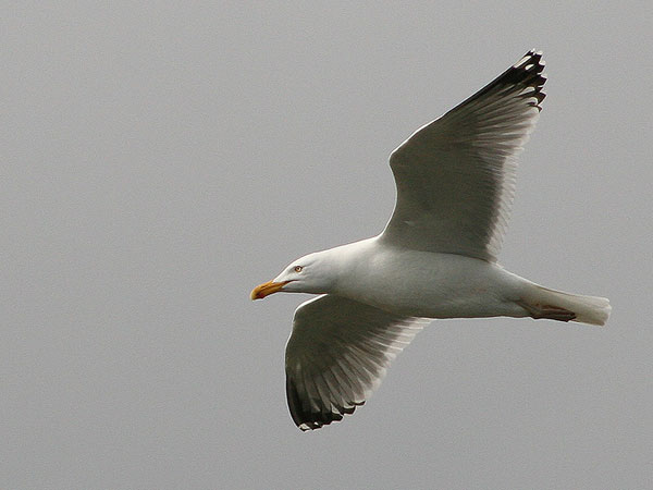 Herring Gull