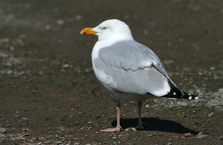 Herring Gull
