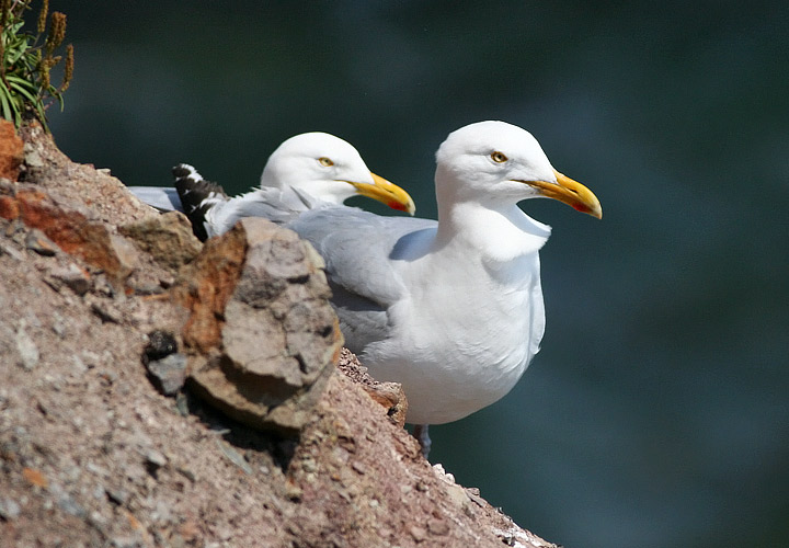 Herring Gull