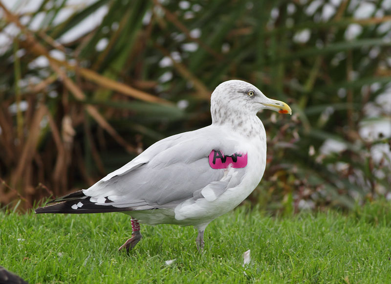 Herring Gull