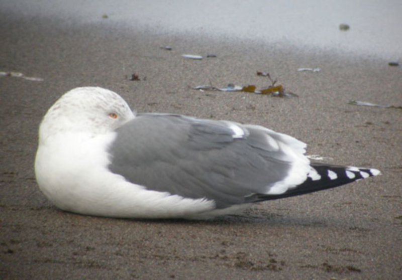 Herring x Great Black-backed Gull