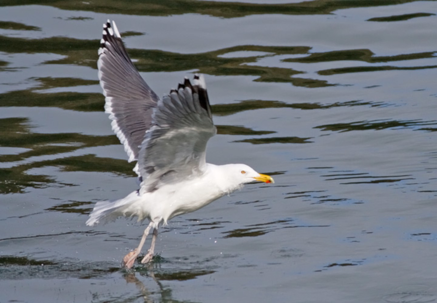 Herring x Great Black-backed Gull