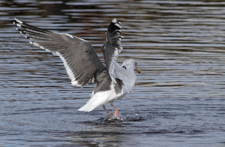 Herring x Great Black-backed Gull