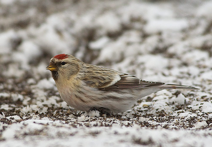 Hoary Redpoll