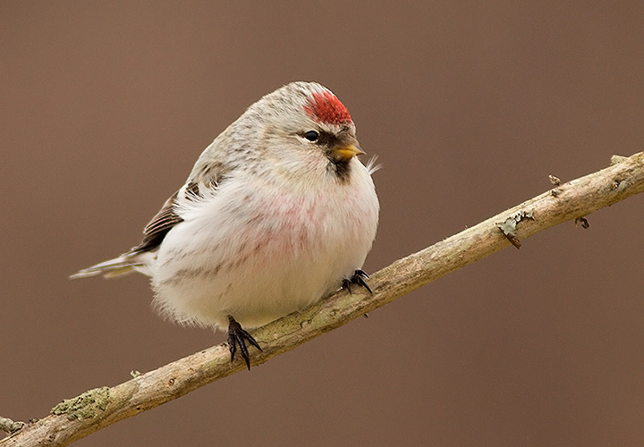 Hoary Redpoll