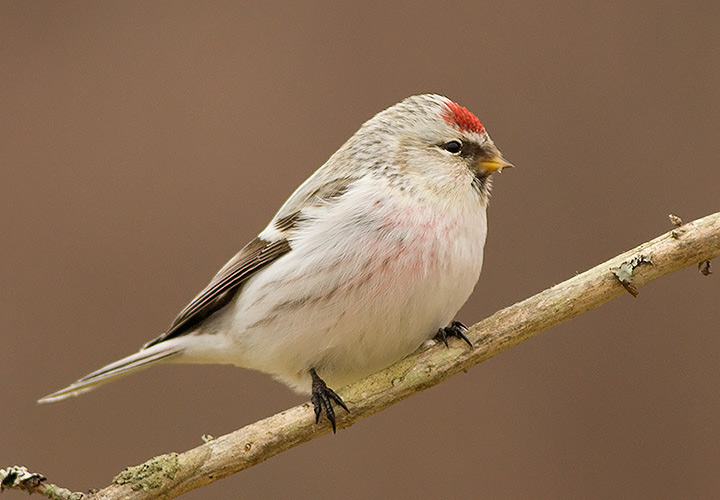 Hoary Redpoll