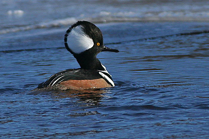 Hooded Merganser