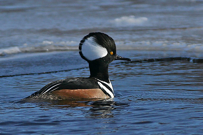 Hooded Merganser