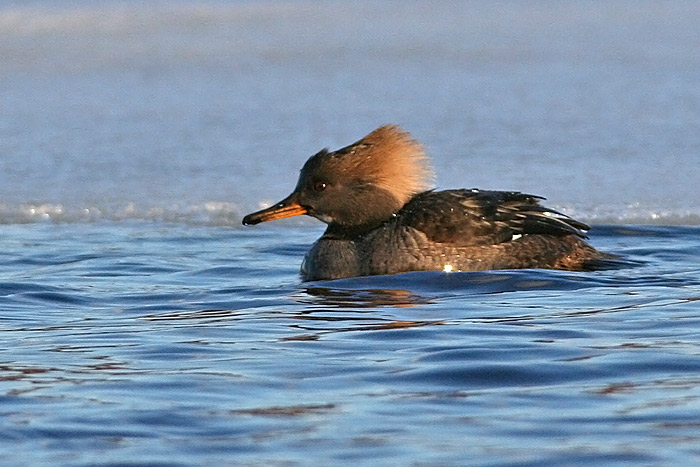 Hooded Merganser