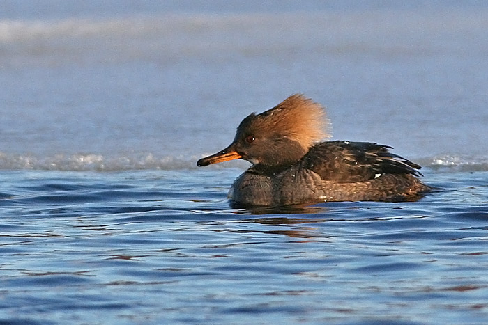 Hooded Merganser