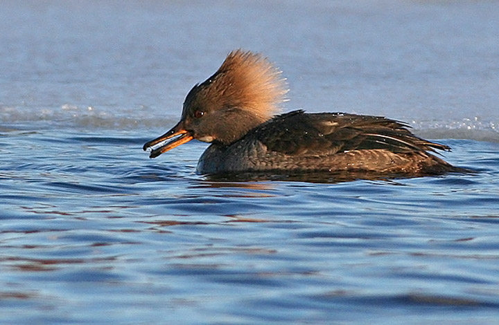 Hooded Merganser