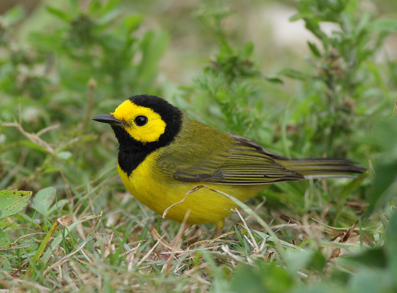 Hooded Warbler