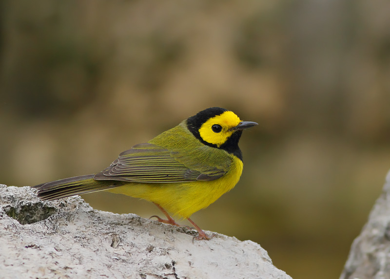 Hooded Warbler