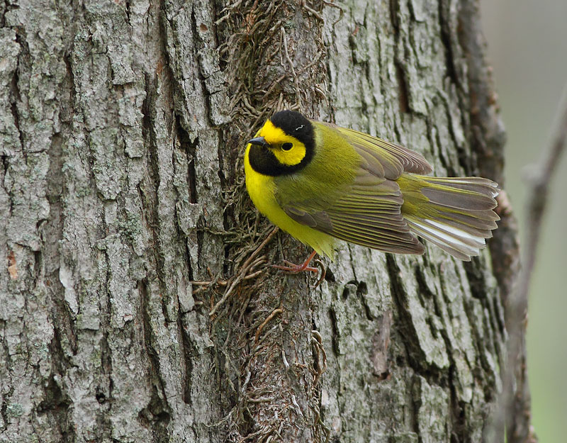 Hooded Warbler