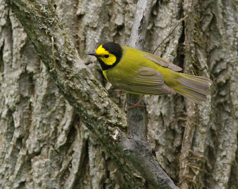 Hooded Warbler