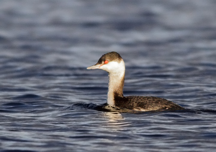 Horned Grebe