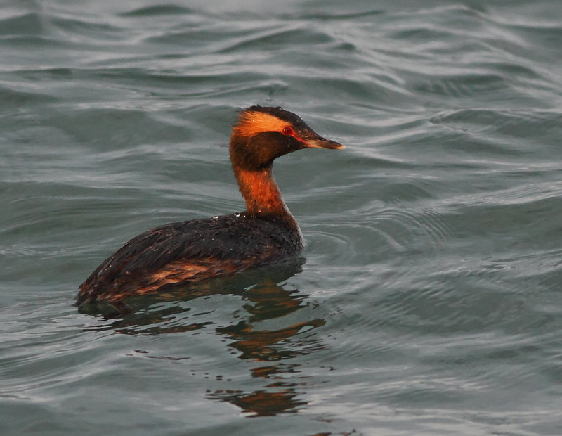 Horned Grebe