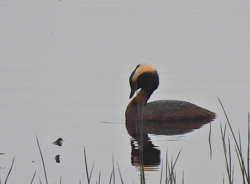 Horned Grebe