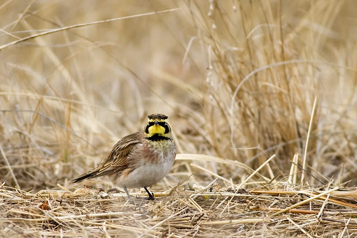 Horned Lark (Eremophila alpestris)