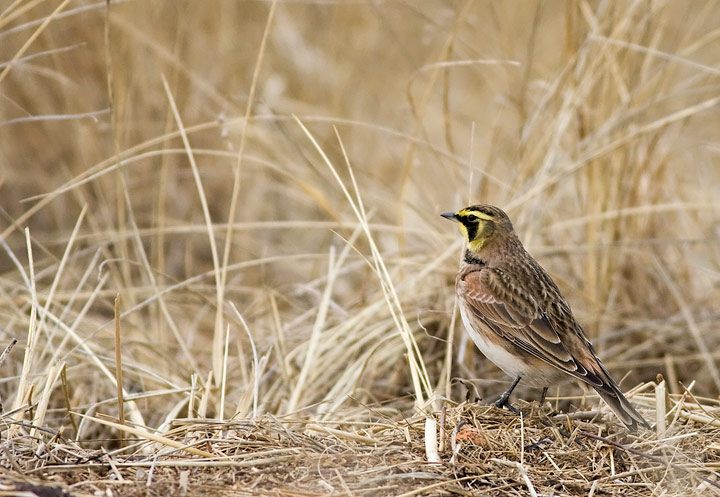 Horned Lark (Eremophila alpestris)