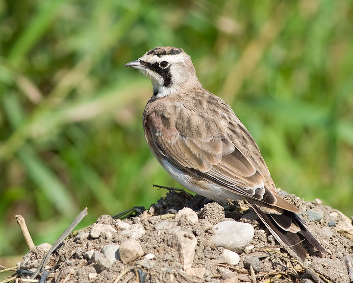 Horned Lark