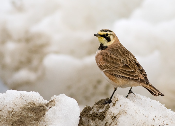Horned Lark (Eremophila alpestris)