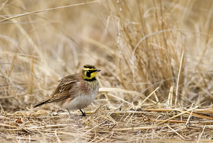 Horned Lark (Eremophila alpestris)