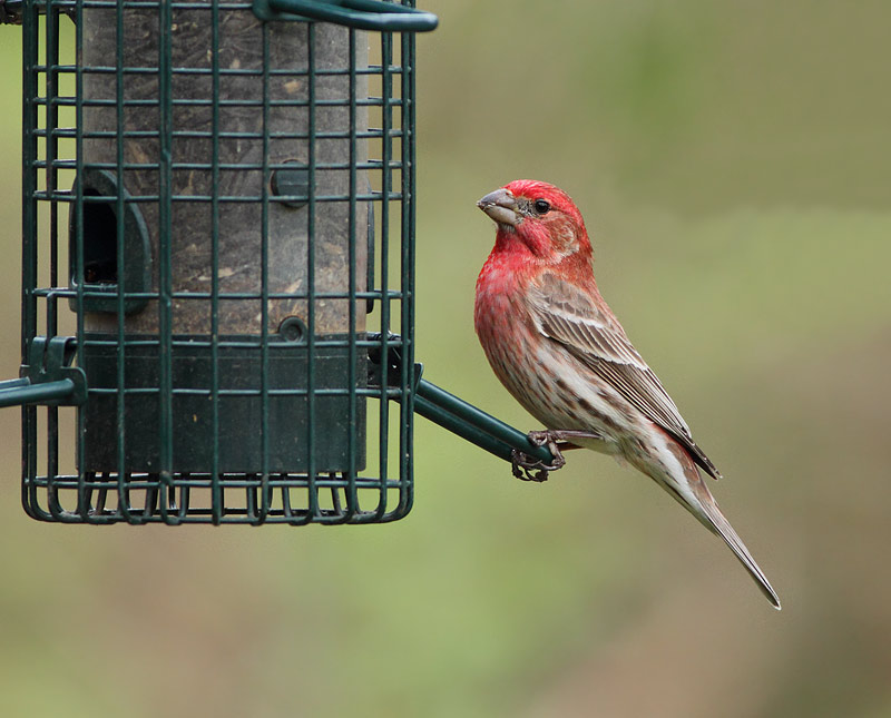 House Finch