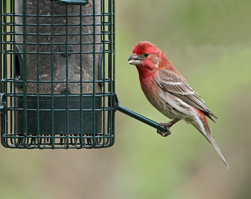 House Finch