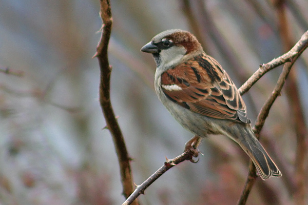 House Sparrow