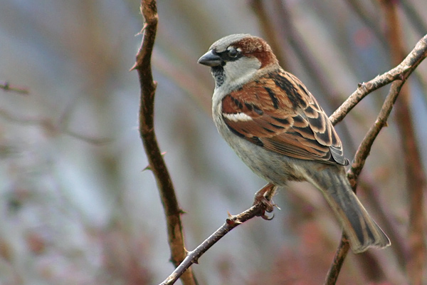 House Sparrow
