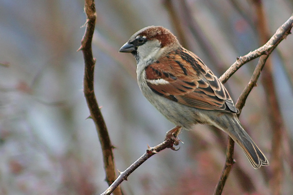 House Sparrow