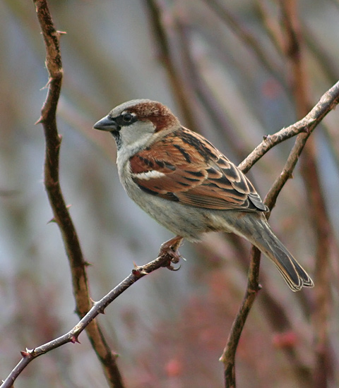 House Sparrow