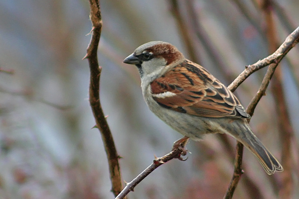House Sparrow
