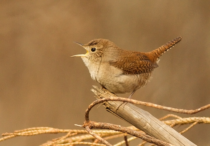 House Wren