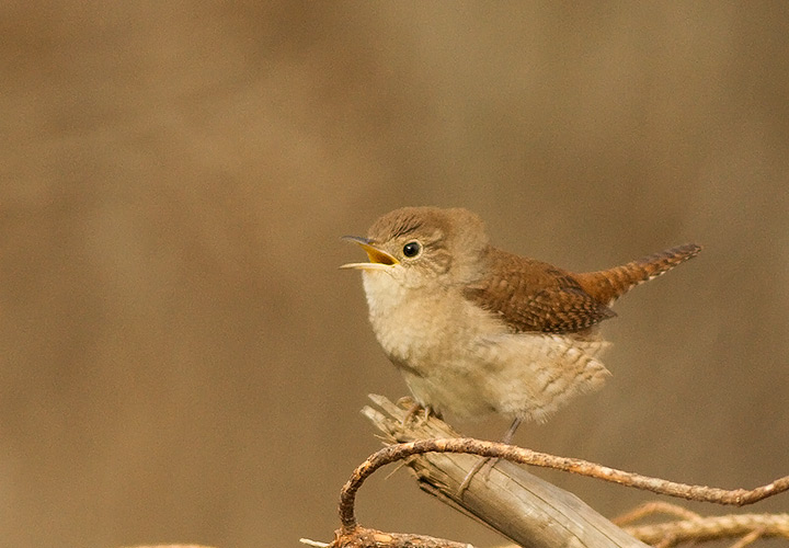 House Wren