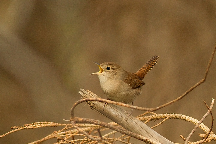 House Wren